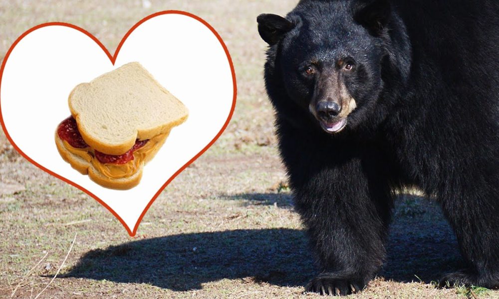 Bears Eat Sandwiches Too Like Paddington Bear BOB 100.7