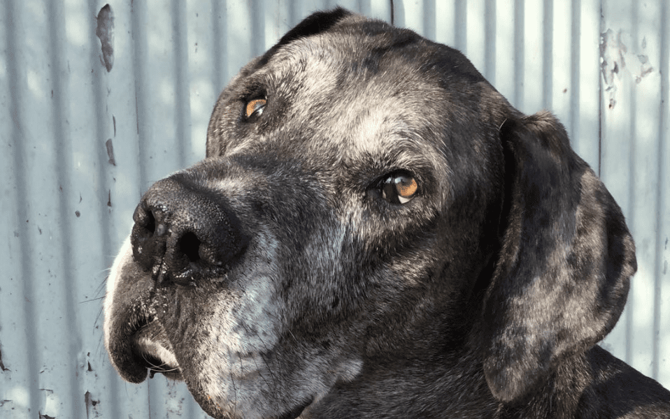 World’s Tallest Dog, At 7-Foot-4, Is Now the Oldest Living Great Dane ...